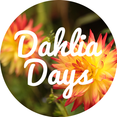 Dahlia Days