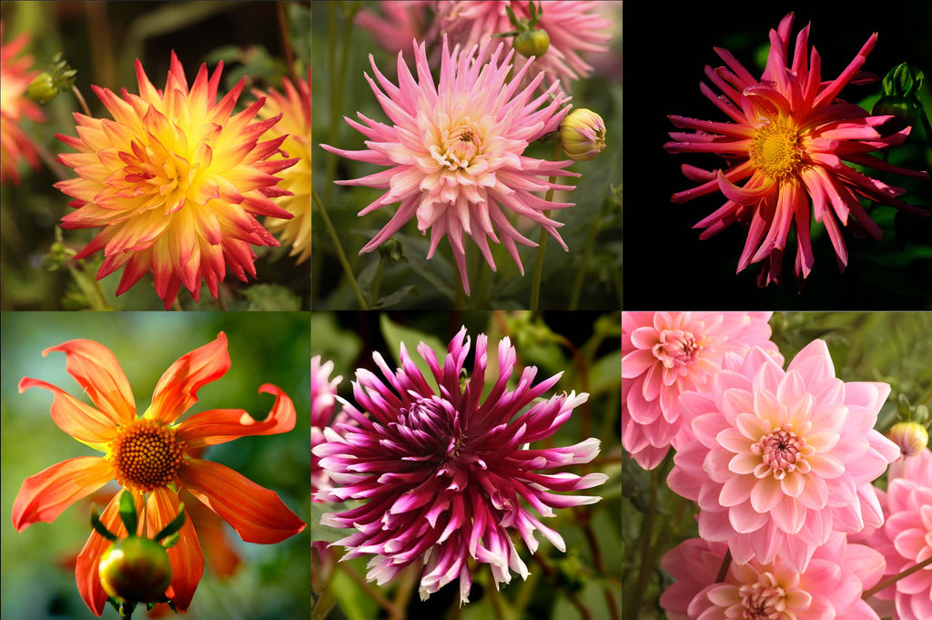 Dahlia napkins - set of six